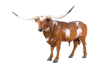 Texas Longhorn Bull