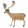 Fallow Deer Buck