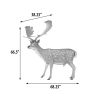 Fallow Deer Buck